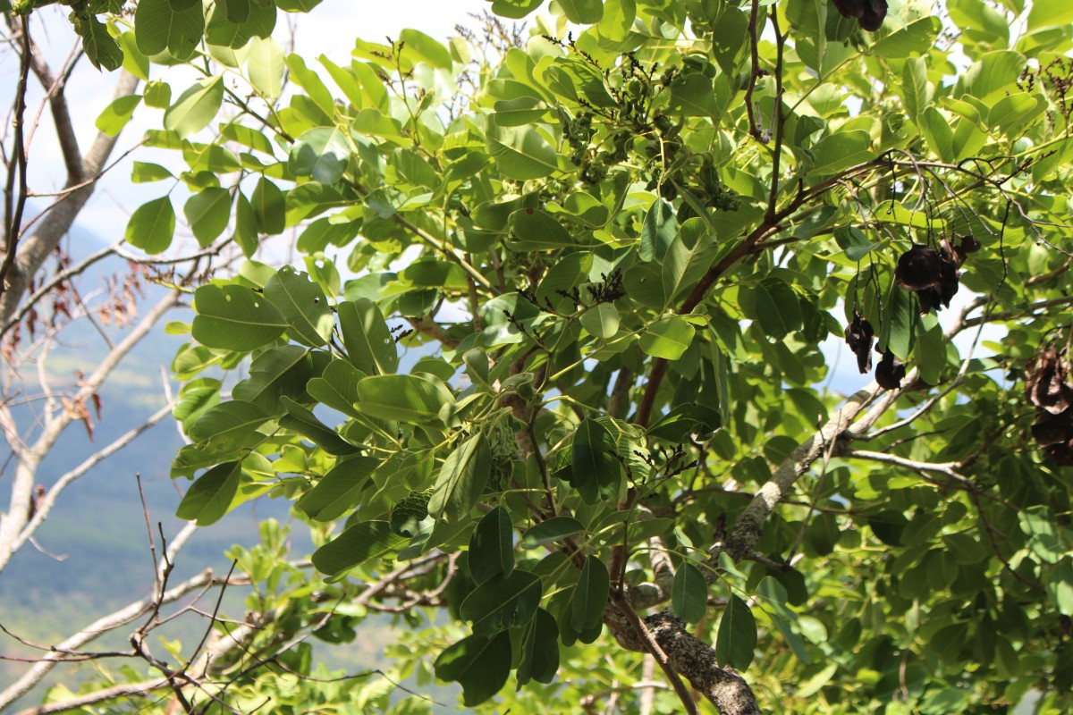 Pterocarpus marsupium Roxb.